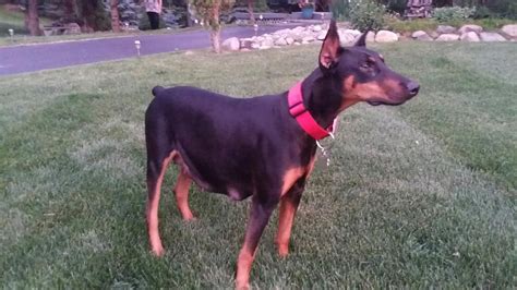 hoobly doberman|Doberman Pinscher in Michigan .